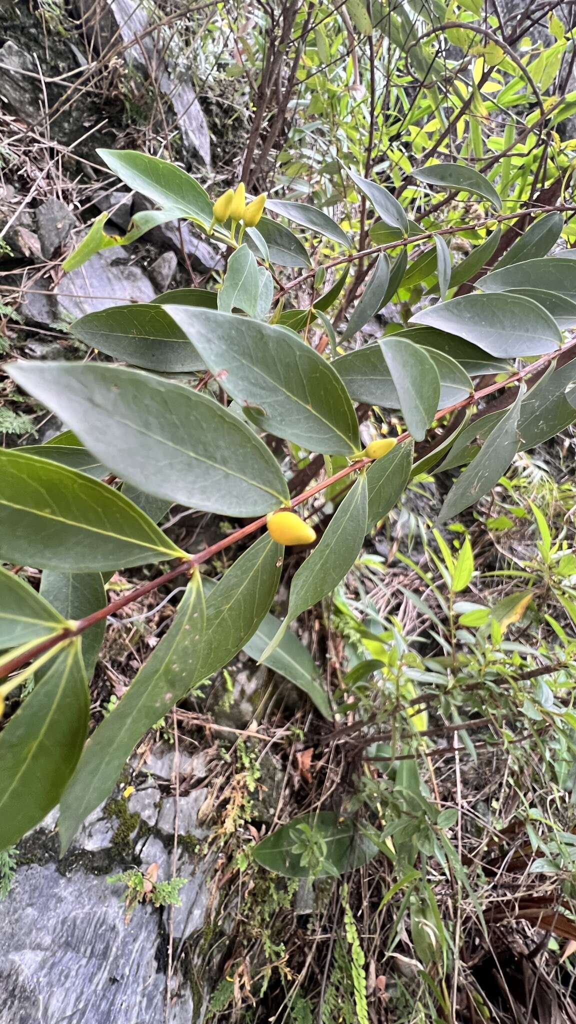 Image of Hypericum geminiflorum Hemsl.