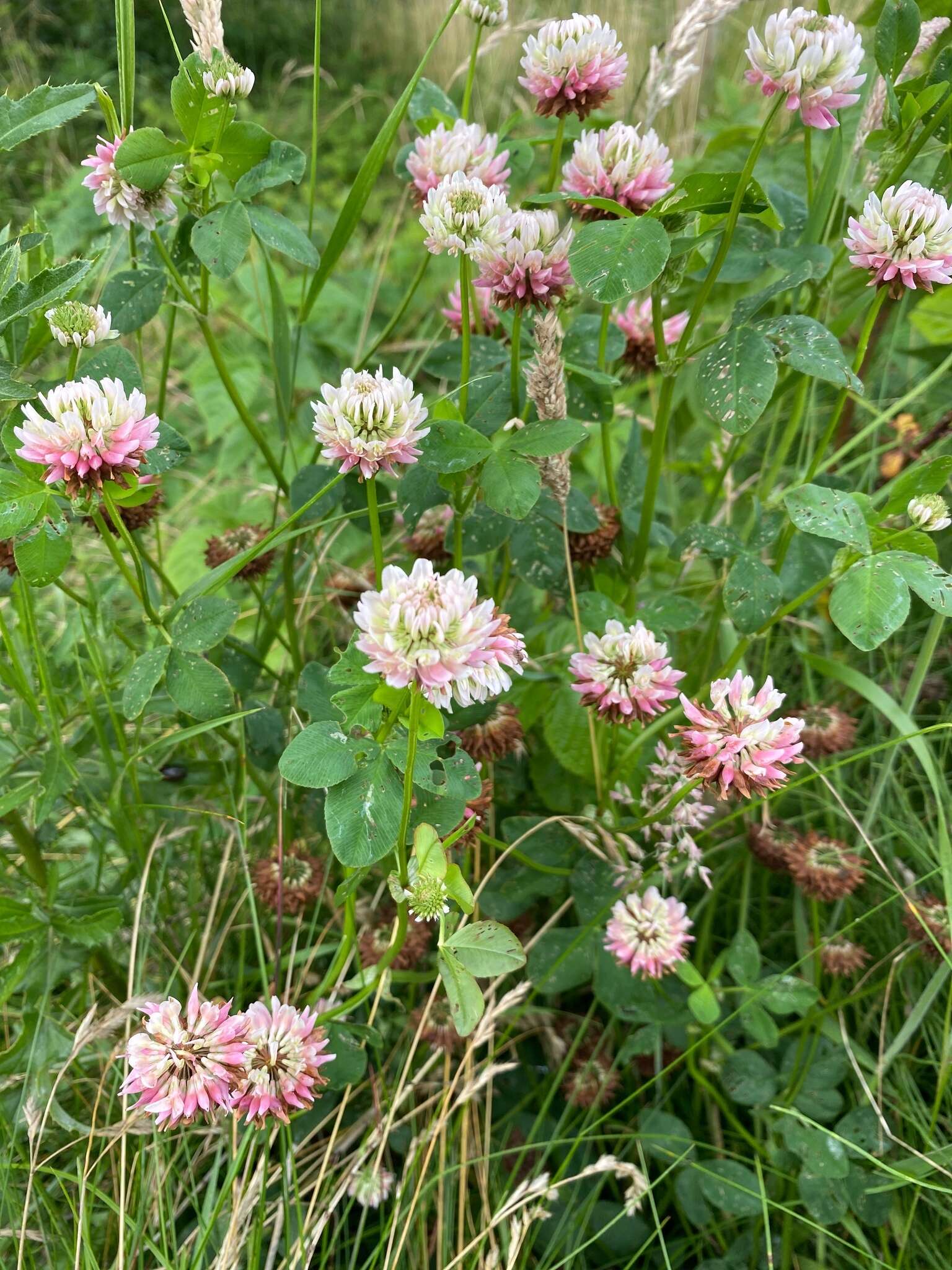 Image of Trifolium hybridum subsp. hybridum