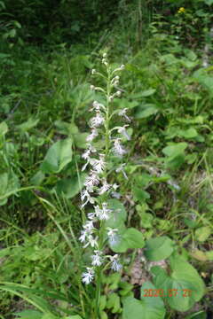 Слика од Platanthera keenanii P. M. Br.