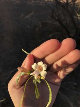 Imagem de Eremophila bignoniiflora (Benth.) F. Muell.