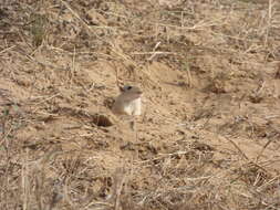 Image of Indian Desert Gerbil