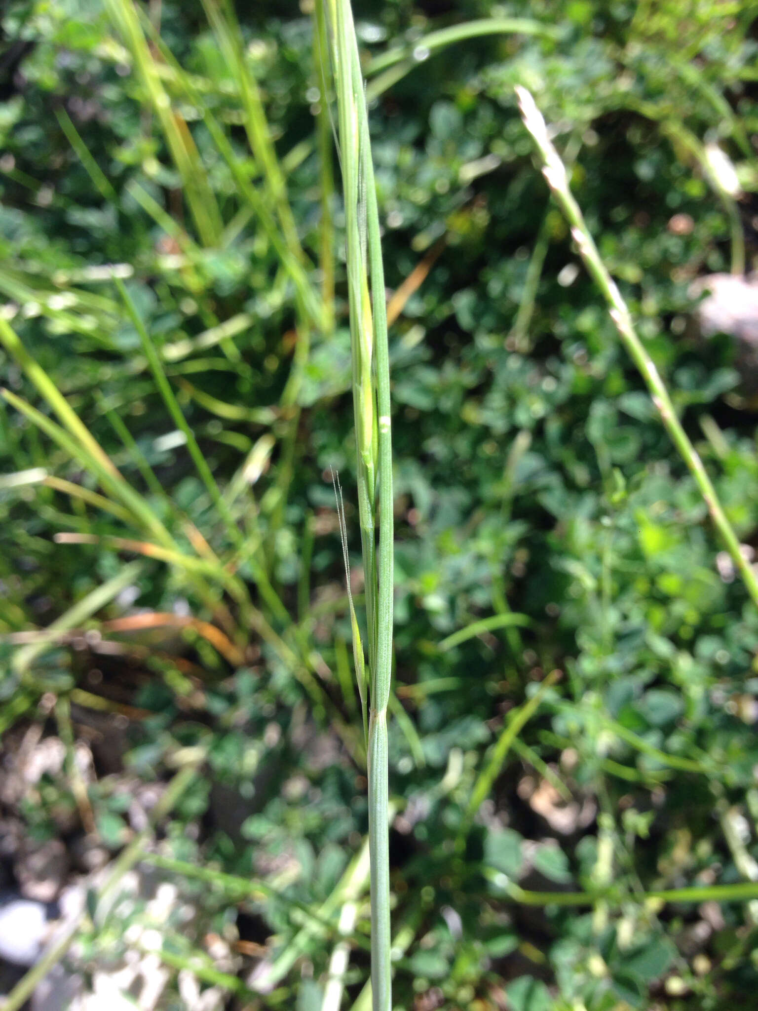 Image of rat's-tail fescue