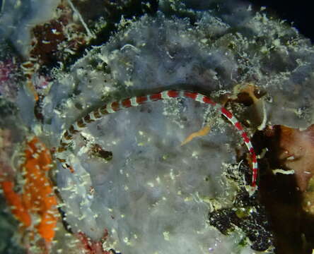 Image of Brown-banded Pipefish