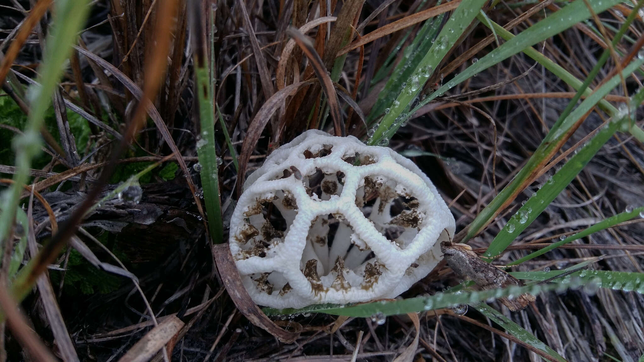 Image of Clathrus chrysomycelinus Möller 1895