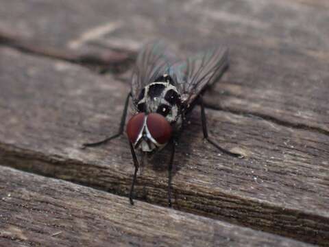 Image of Anthomyia procellaris Rondani 1866