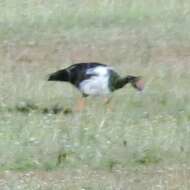 Image of magpie-goose