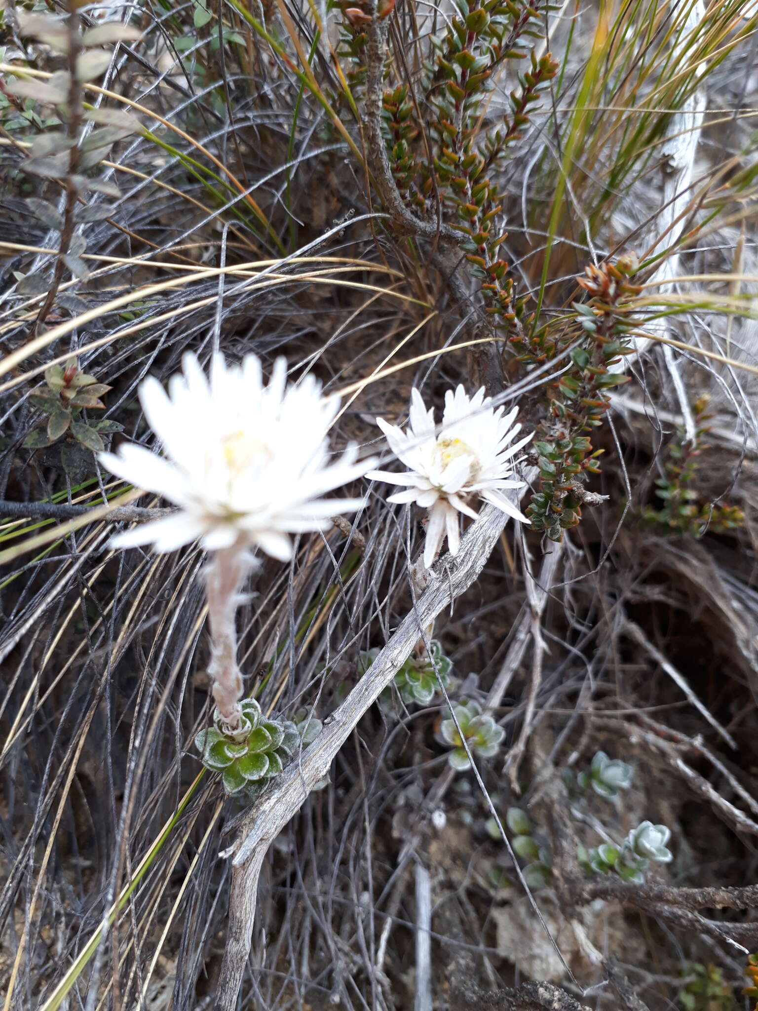 Sivun Anaphalioides alpina (Cockayne) D. Glenny kuva