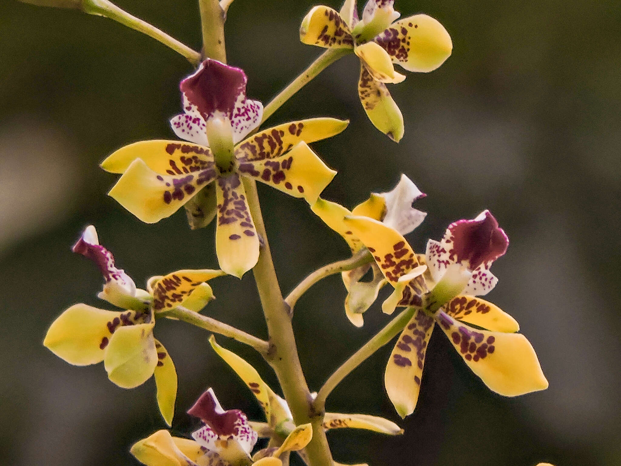 Image of Prosthechea sceptra (Lindl.) W. E. Higgins