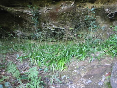 صورة Stenanthium diffusum Wofford