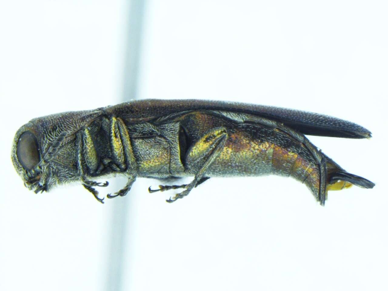 Image of Agrilus aeneocephalus Fisher 1928