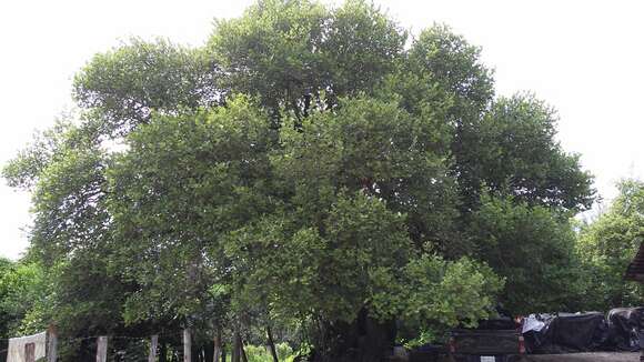 Image of Coccoloba barbadensis Jacq.