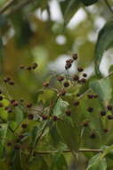 Plancia ëd Otopappus tequilanus (A. Gray) Rob.