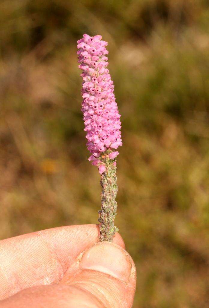 Image of Erica alopecurus var. alopecurus