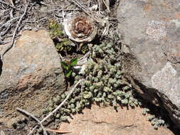 Image of Crassula lanuginosa var. pachystemon (Schönl. & Bak. fil.) Tölken