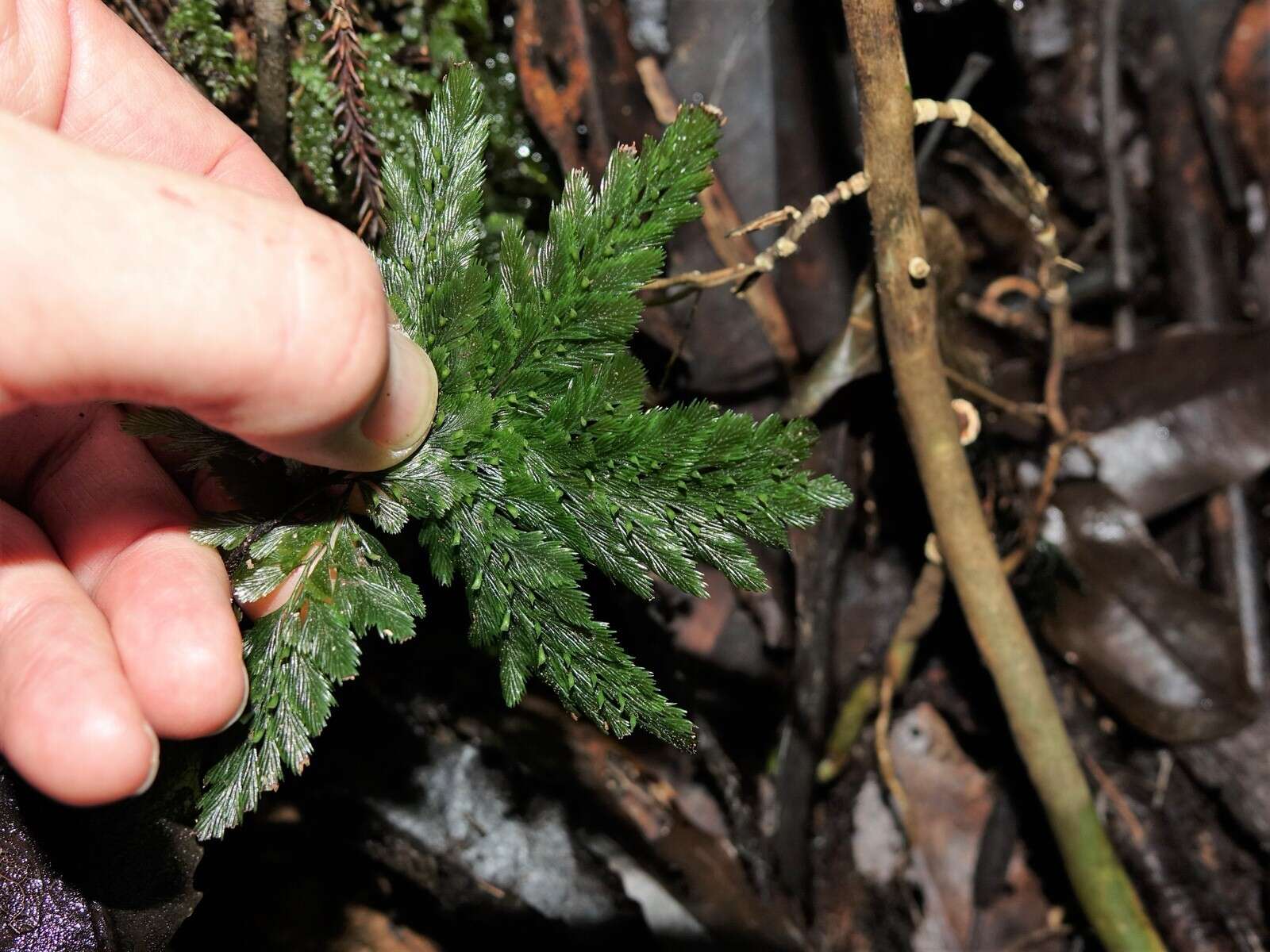 Image of Abrodictyum elongatum (A. Cunn.) Ebihara & K. Iwats.