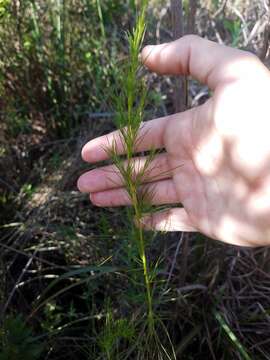 Imagem de Eupatorium leptophyllum DC.