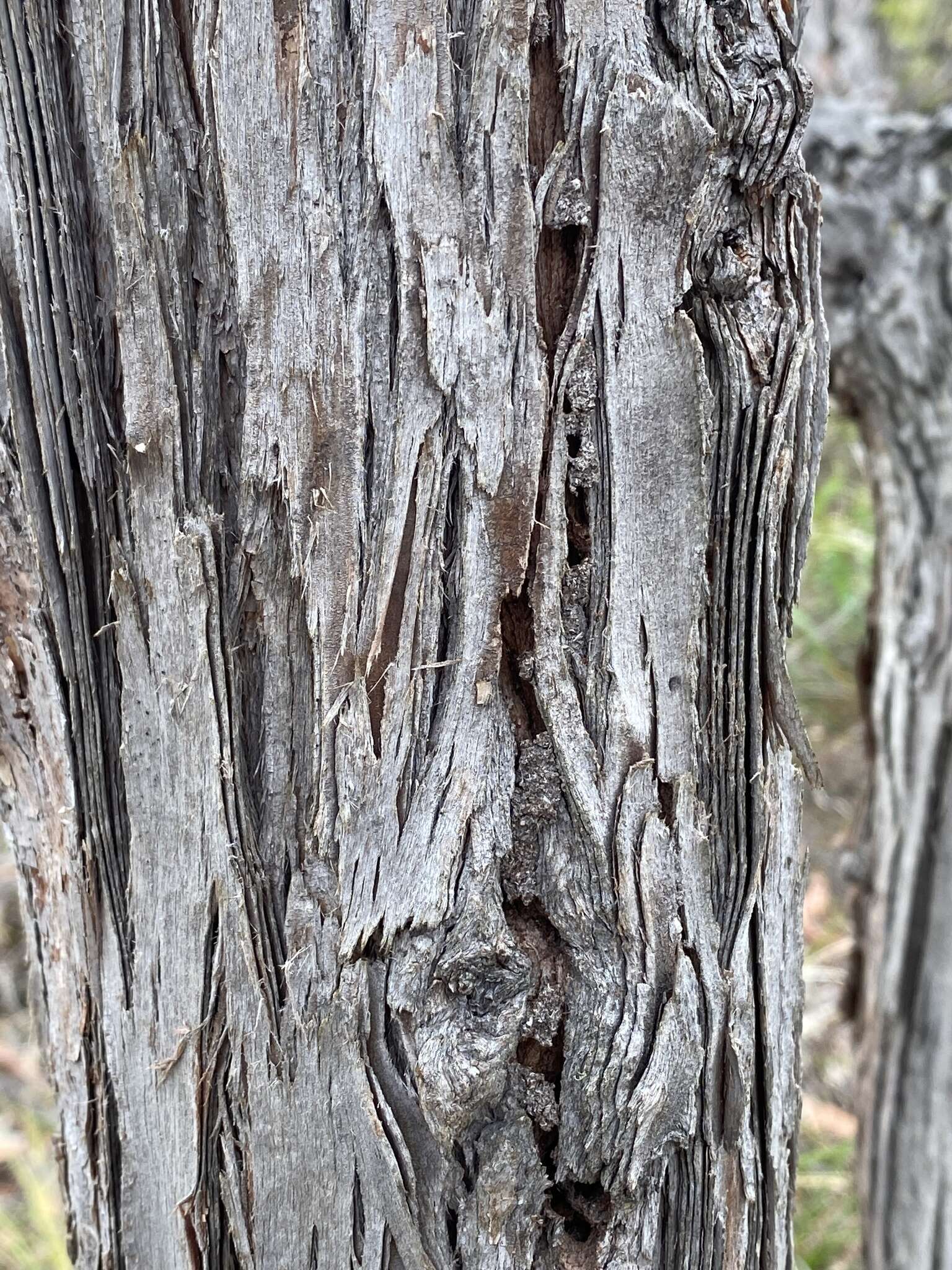 Image of Eucalyptus staeri Maiden ex Kessell & C. A. Gardner