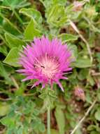 Image de Centaurea pullata L.