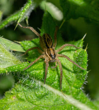 Image of Venatrix furcillata (L. Koch 1867)