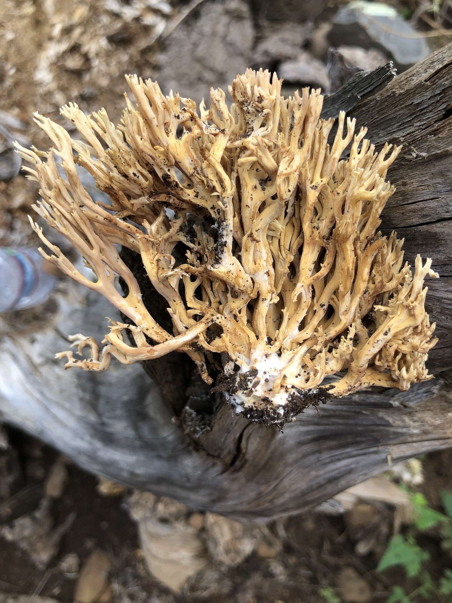 Image of Ramaria pinicola (Burt) Corner 1961