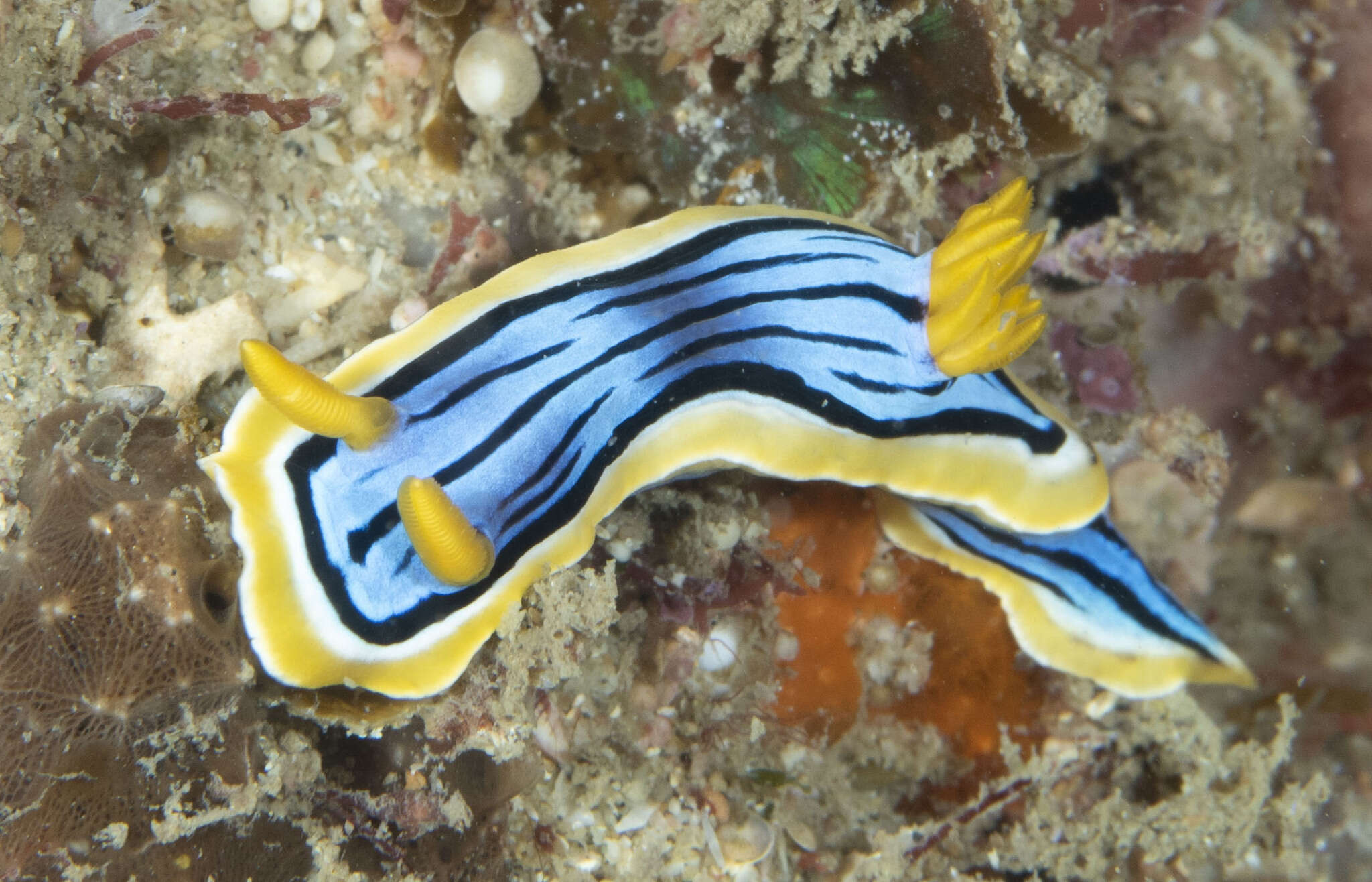 Image of Chromodoris elisabethina Bergh 1877