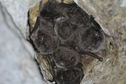 Image of Daubenton's Bat