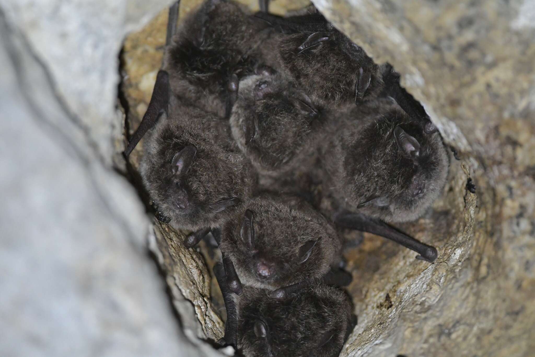 Plancia ëd Myotis daubentonii (Kuhl 1817)