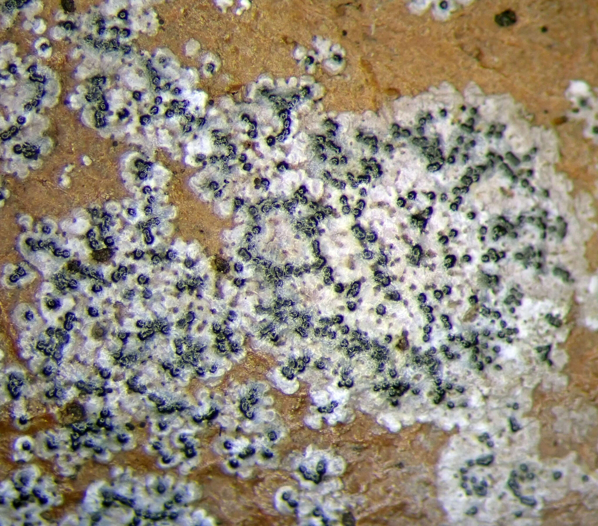 Image of Strigula novae-zelandiae (Nag Raj) Sérus.