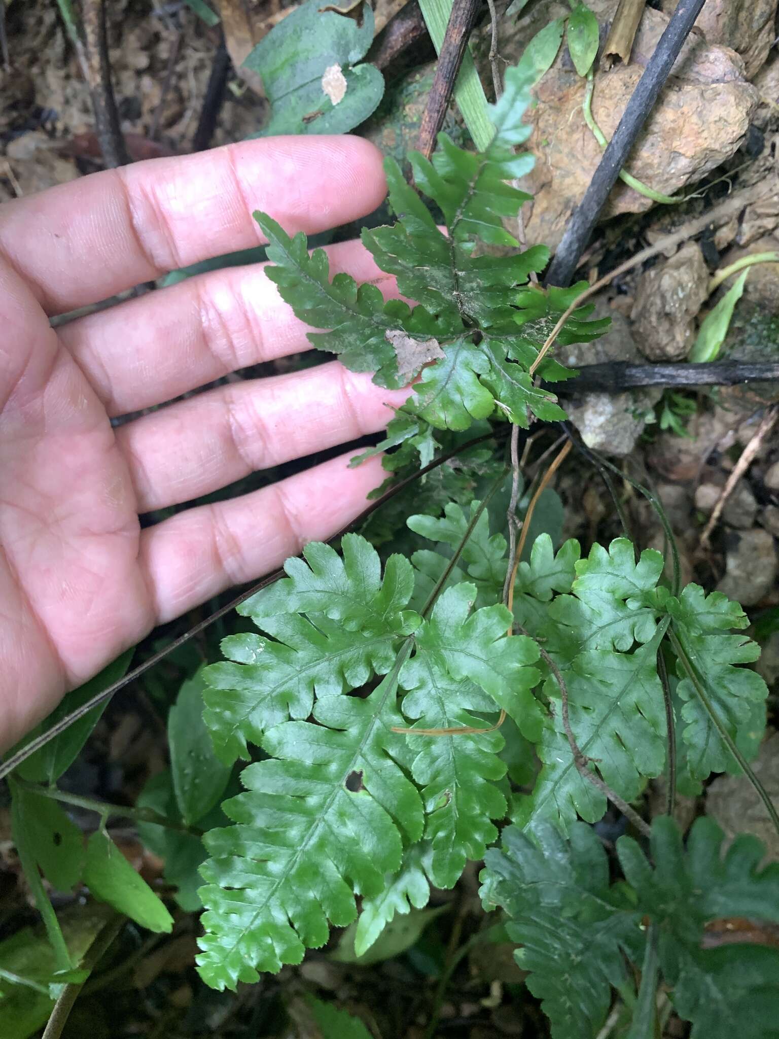 Imagem de Pteris grevilleana Wall. ex Agardh