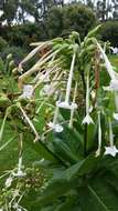 Image of South American tobacco