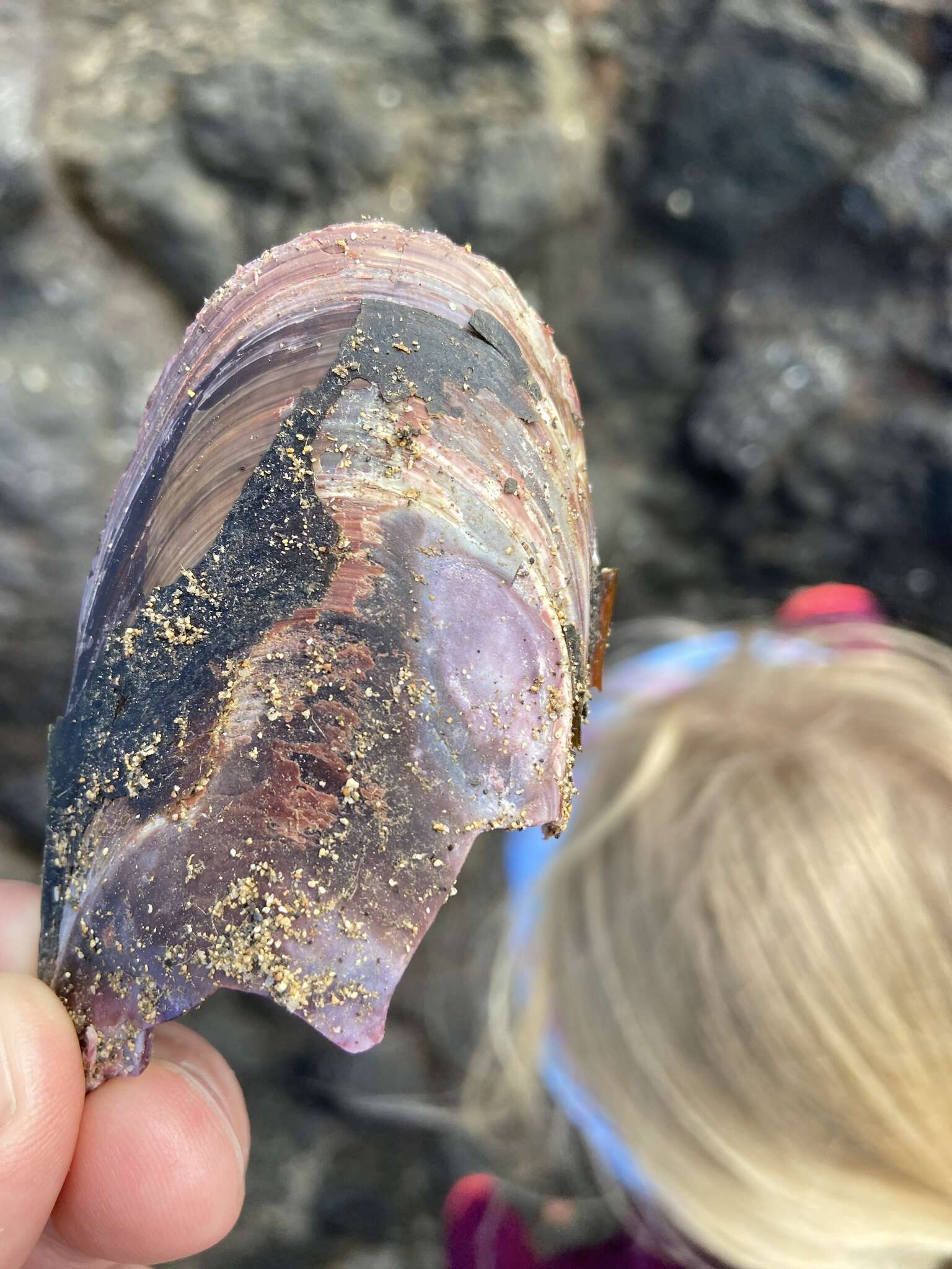 Image de moule de roche sudaméricaine