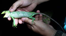 Image of Berthold's Bush Anole