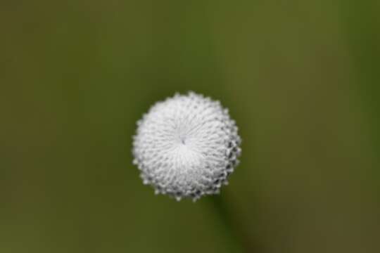 صورة Eriocaulon decangulare var. decangulare