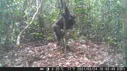 Image of central chimpanzee