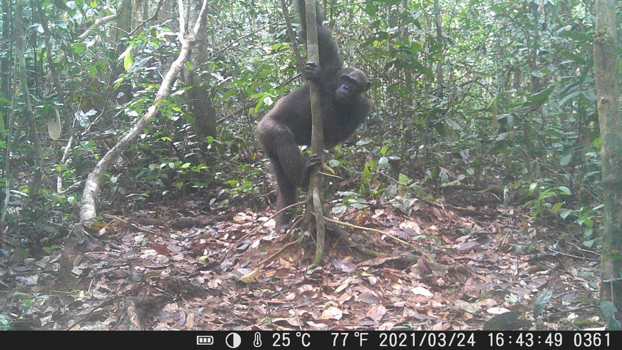 Image of central chimpanzee