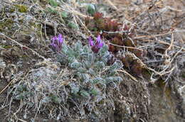 Image de Oxytropis wrangelii Jurtzev