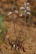 Image of Lachenalia juncifolia Baker