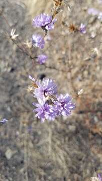 Plancia ëd Lessingia leptoclada A. Gray