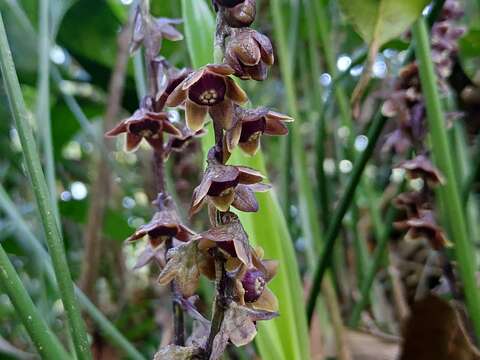 Image of Peliosanthes macrostegia Hance