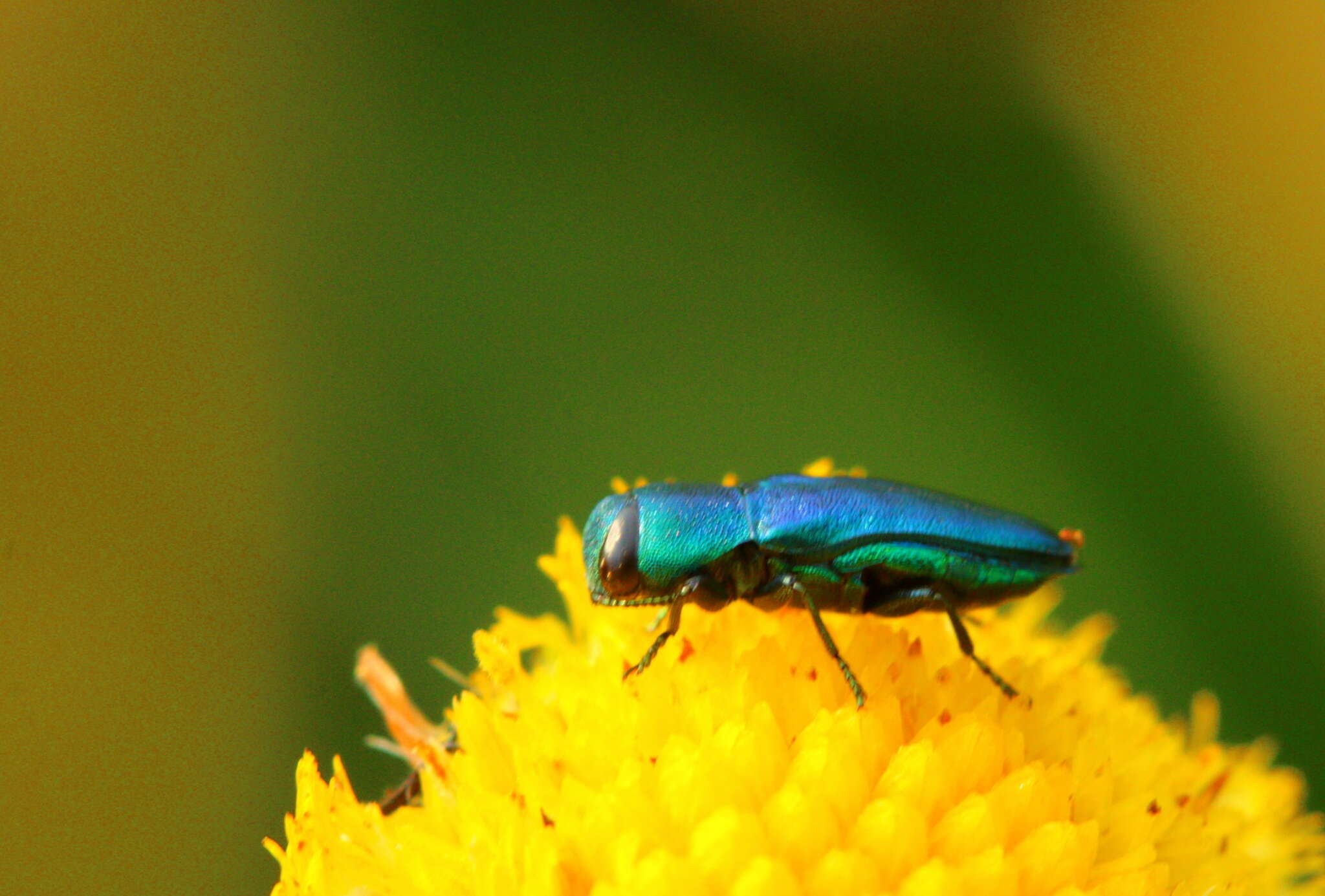 Image of Anthaxia marginata (Thunberg 1787)