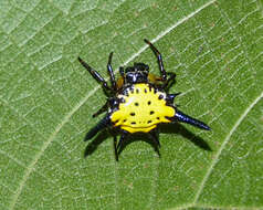 Image of Macracantha hasselti (C. L. Koch 1837) Macharoenboon, Siriwut & Jeratthitikul 2021