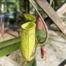 Слика од Nepenthes trichocarpa Miq.