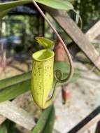 Слика од Nepenthes trichocarpa Miq.