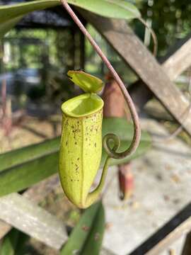 Image of Hairy-fruited Monkey Cup