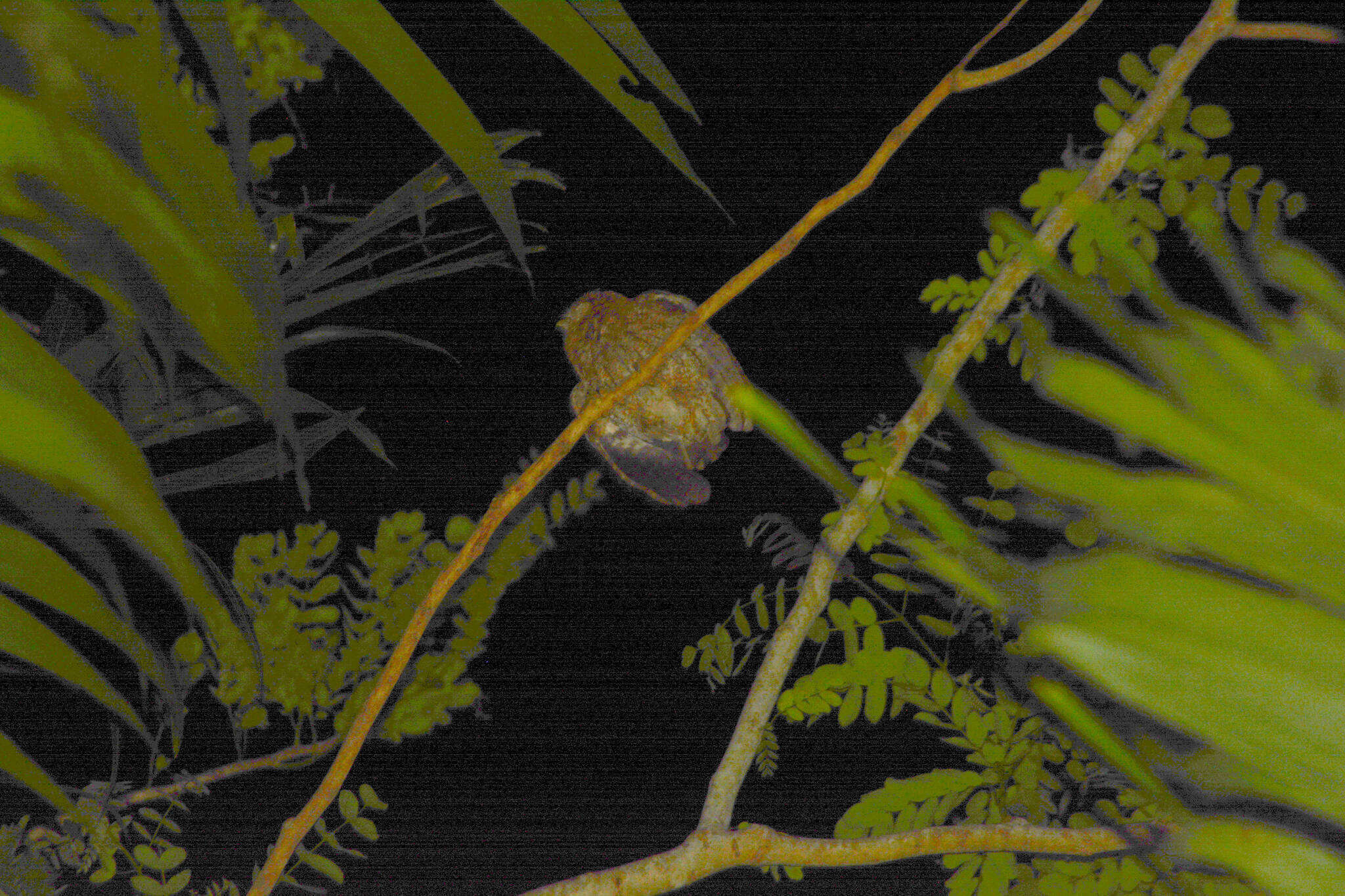 Image of Puerto Rican Owl