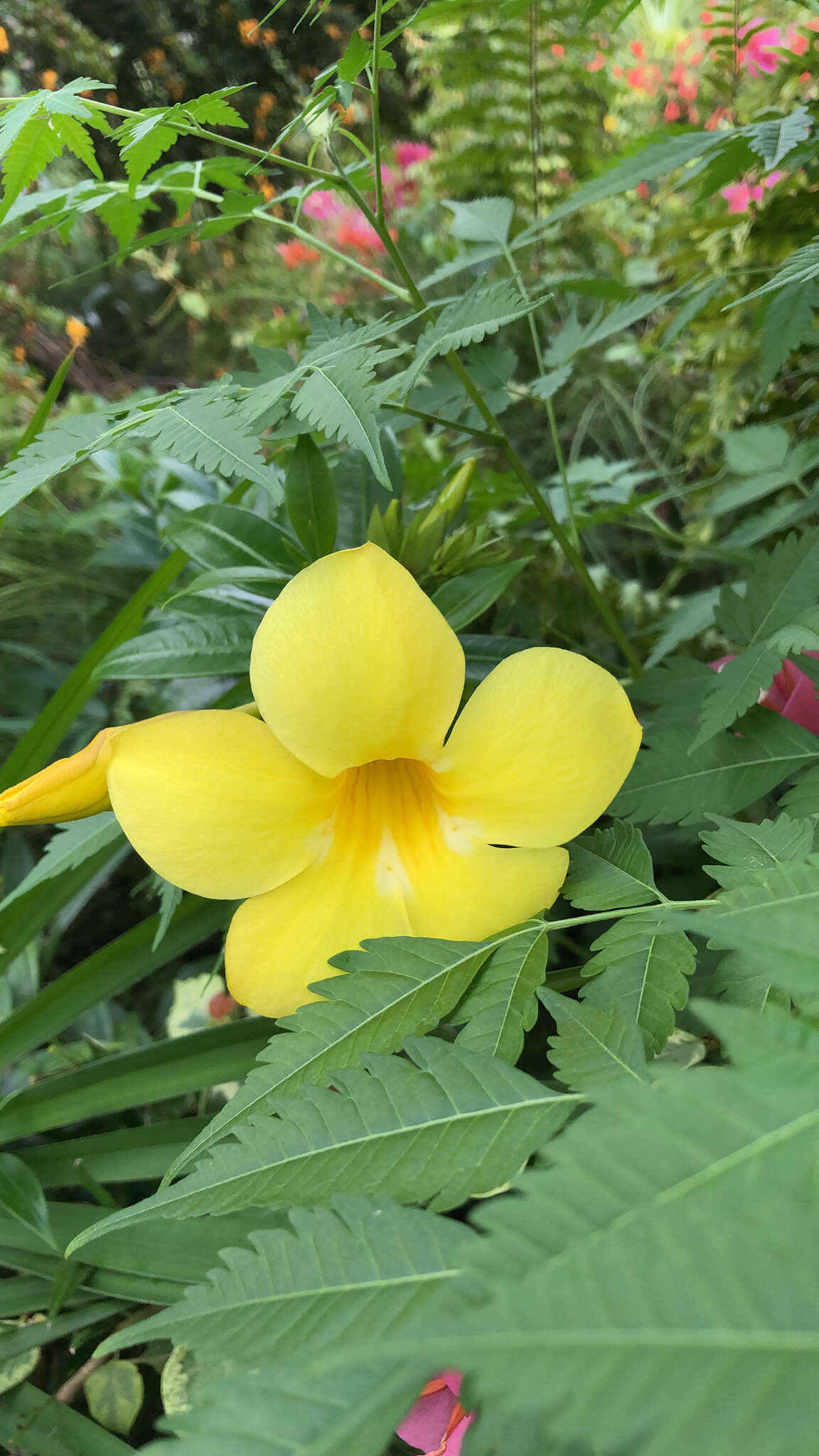 Image of golden trumpet