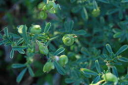 Image de Medicago saxatilis M. Bieb.