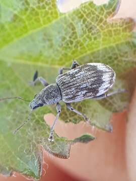 Image of Polydrusus (Polydrusus) tereticollis (De Geer 1775)