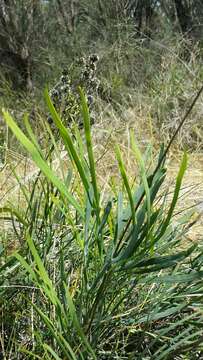 Image of Stirlingia latifolia (R. Br.) Steudel