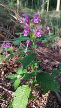 Image of Downy Hemp Nettle